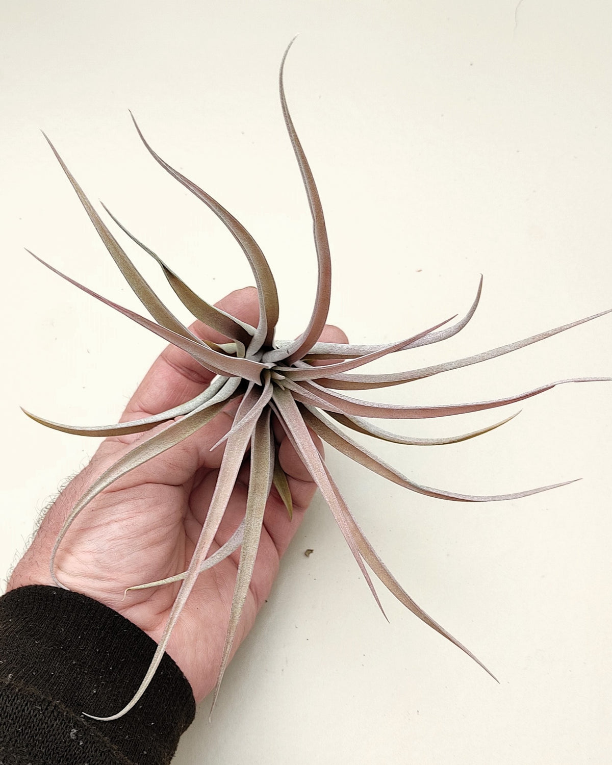 Tillandsia capitata 'Peach' M