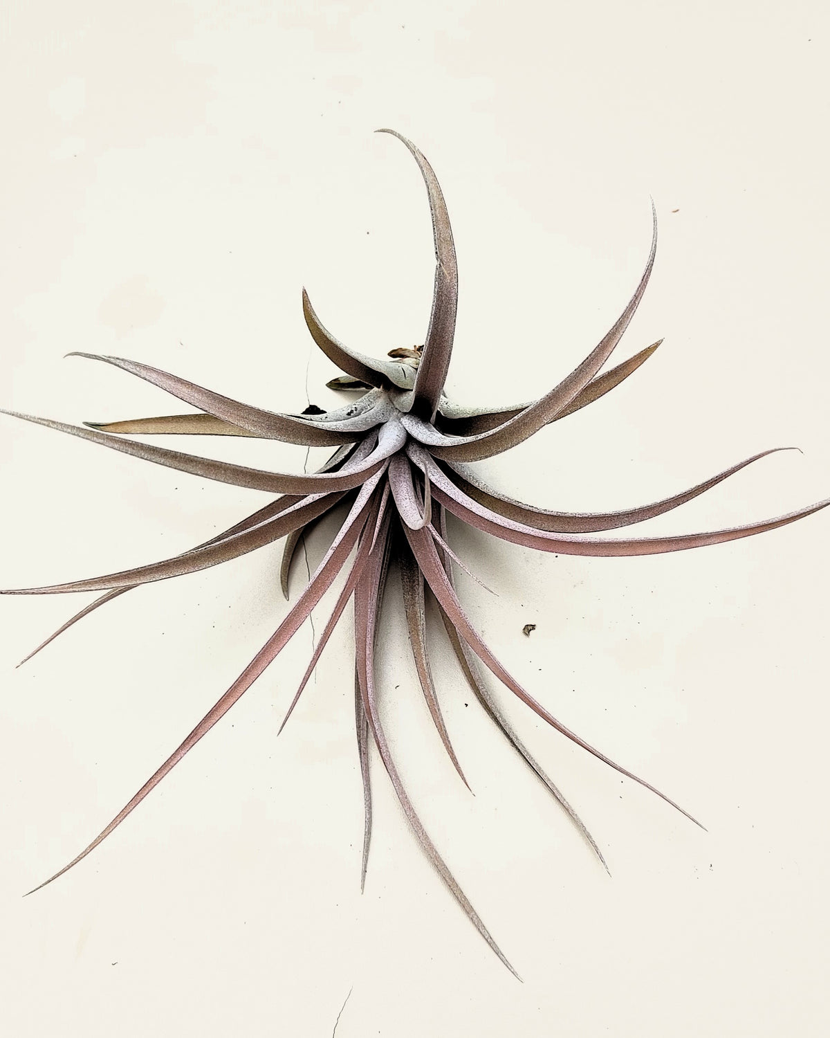 Tillandsia capitata 'Peach' M
