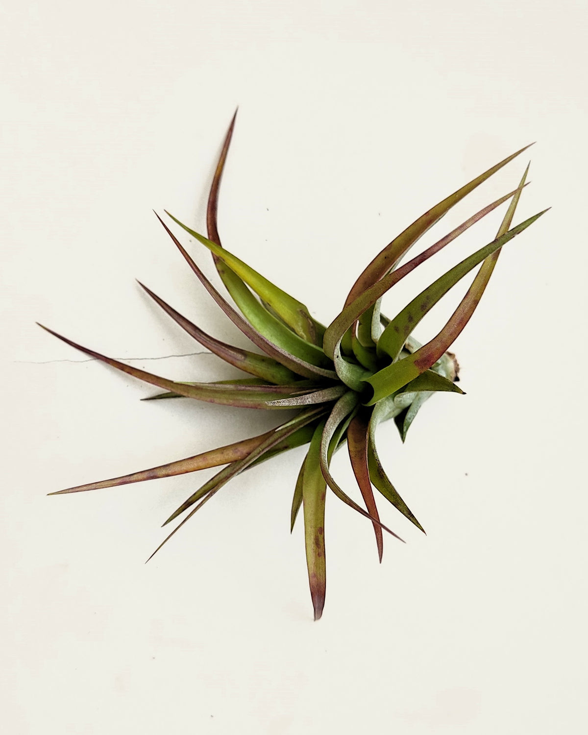 Tillandsia brachycaulos var. brachycaulos [médio]