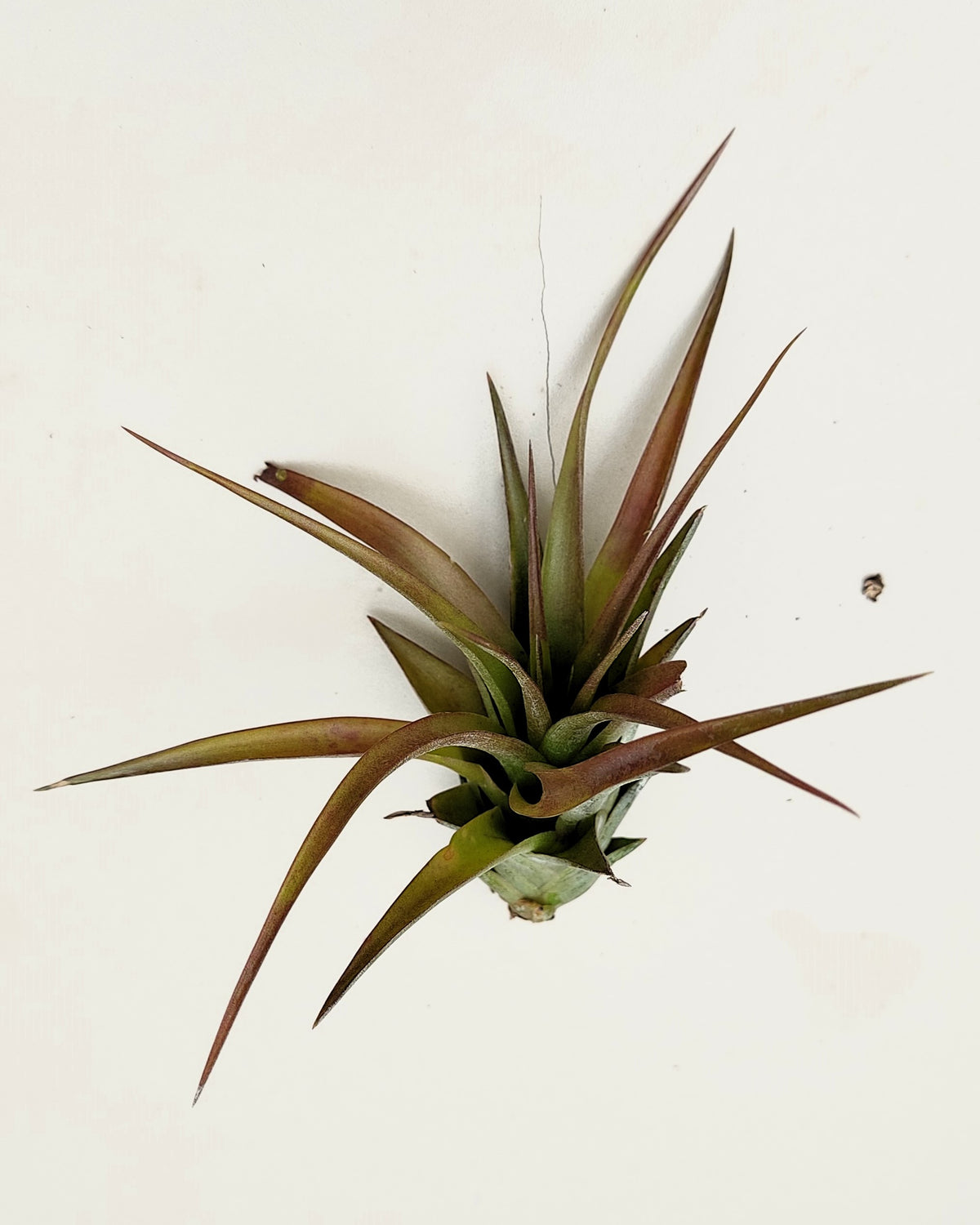 Tillandsia brachycaulos var. brachycaulos [médio]