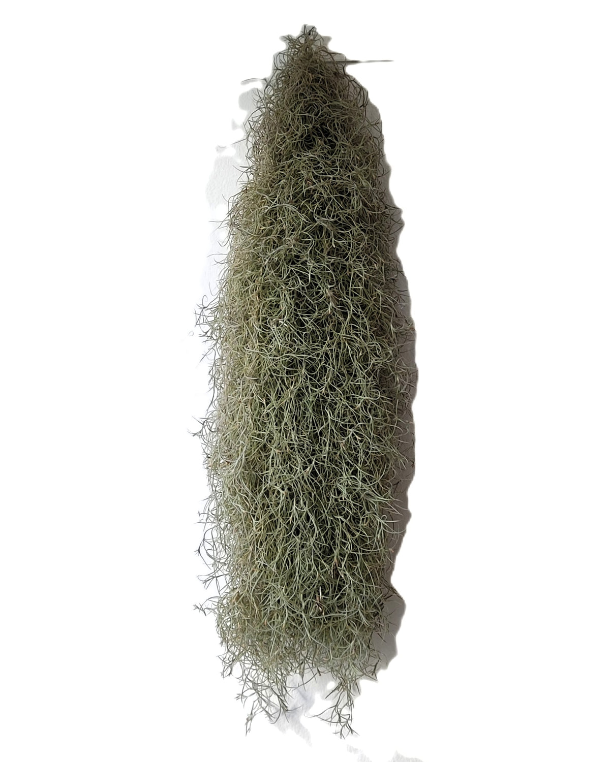 Tillandsia usneoides L (barba de viejo [larga y ancha])