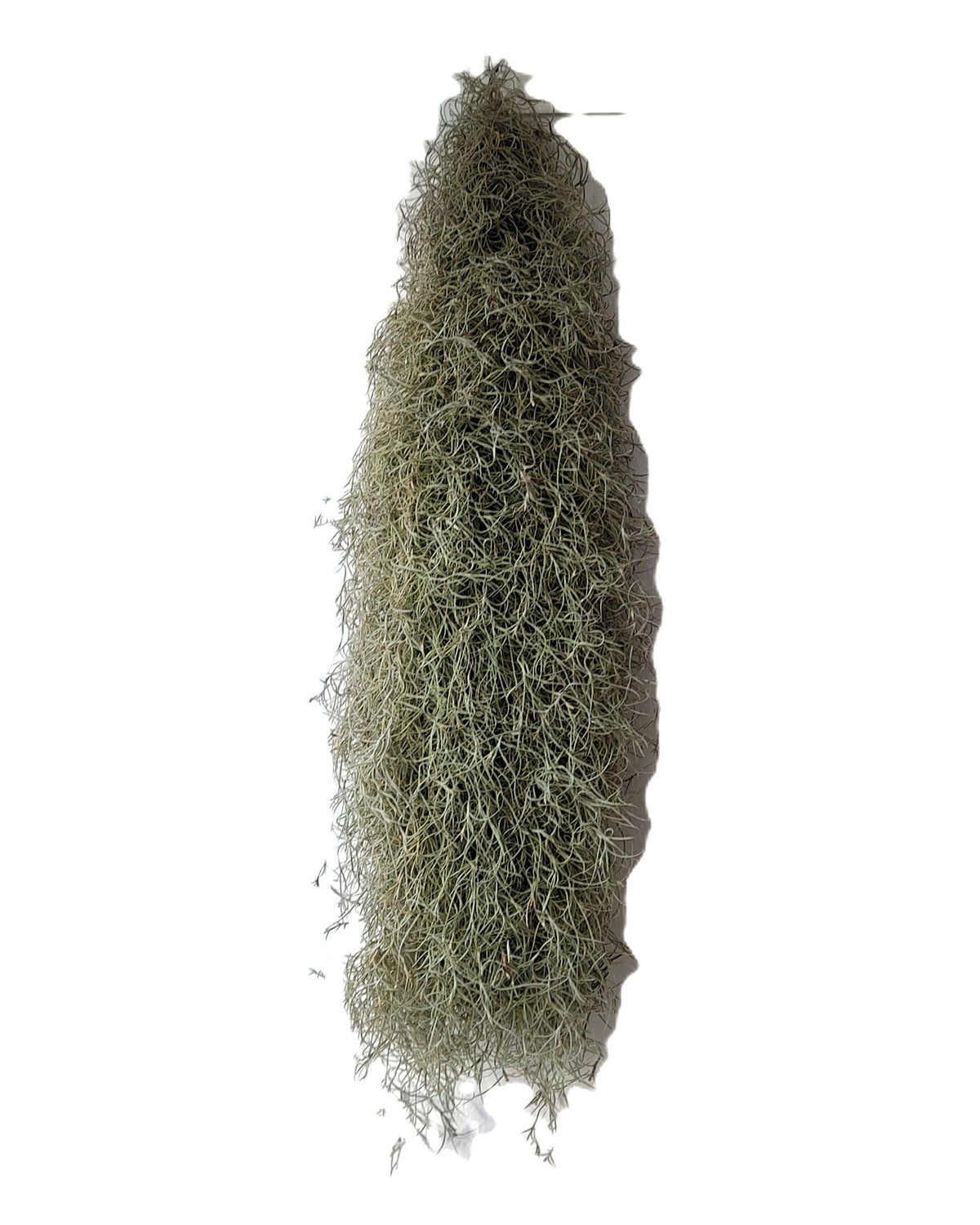 Tillandsia usneoides L (barba de viejo [larga y ancha])