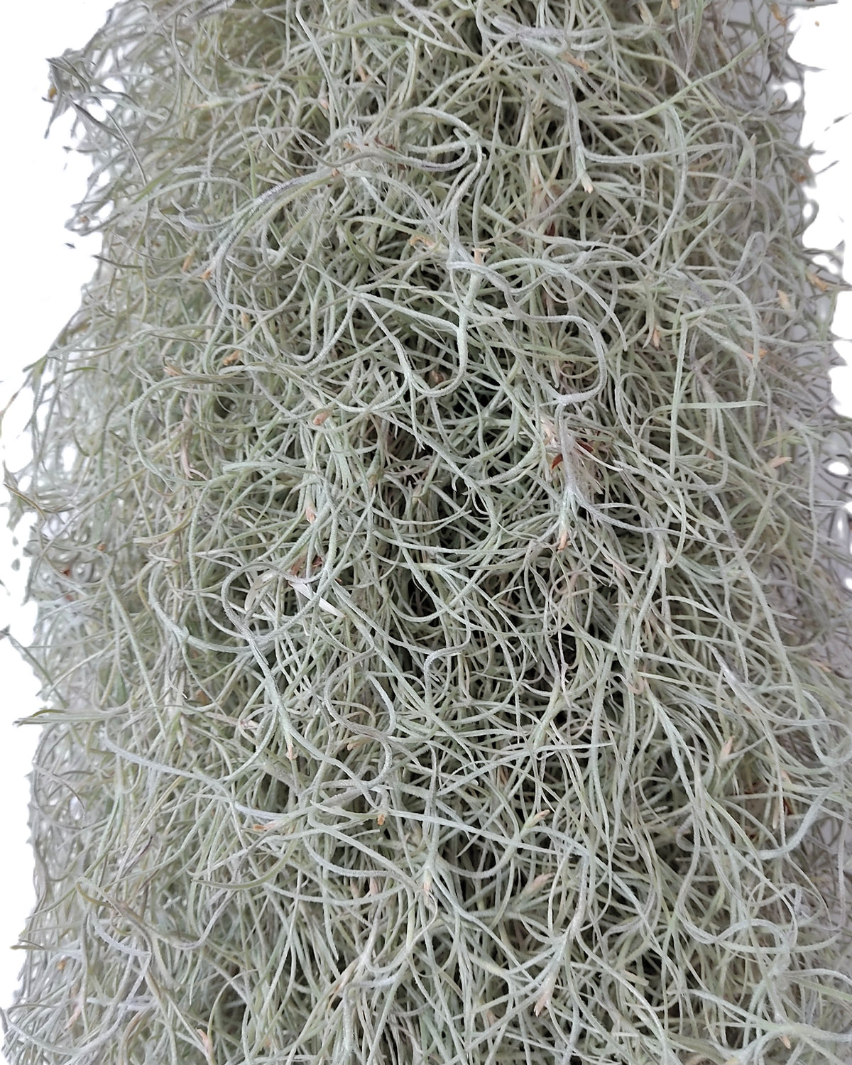 Tillandsia usneoides L (barba de viejo [larga y ancha])