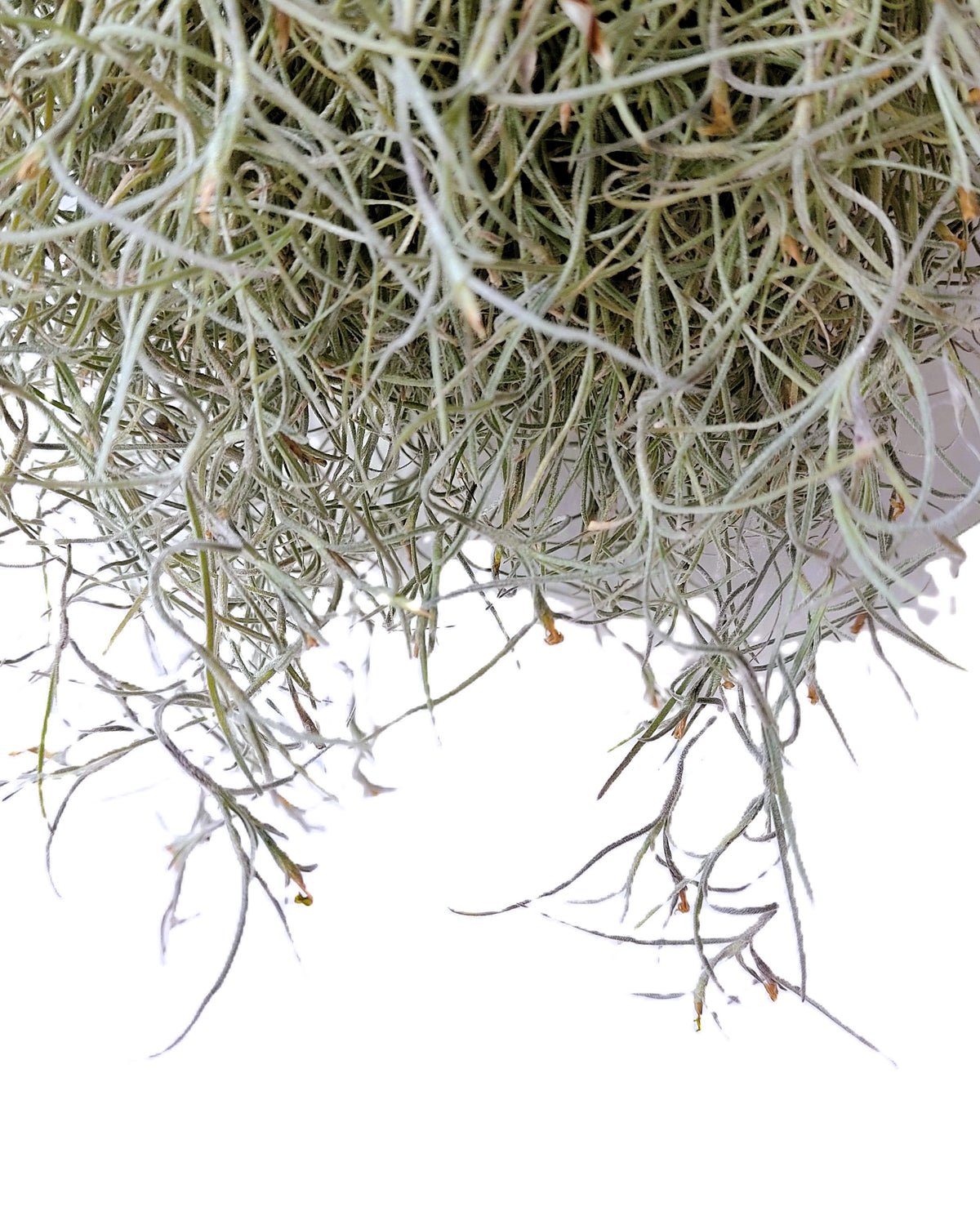 Tillandsia usneoides L (barba de viejo [larga y ancha])