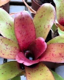 Neoregelia 'Narzis'