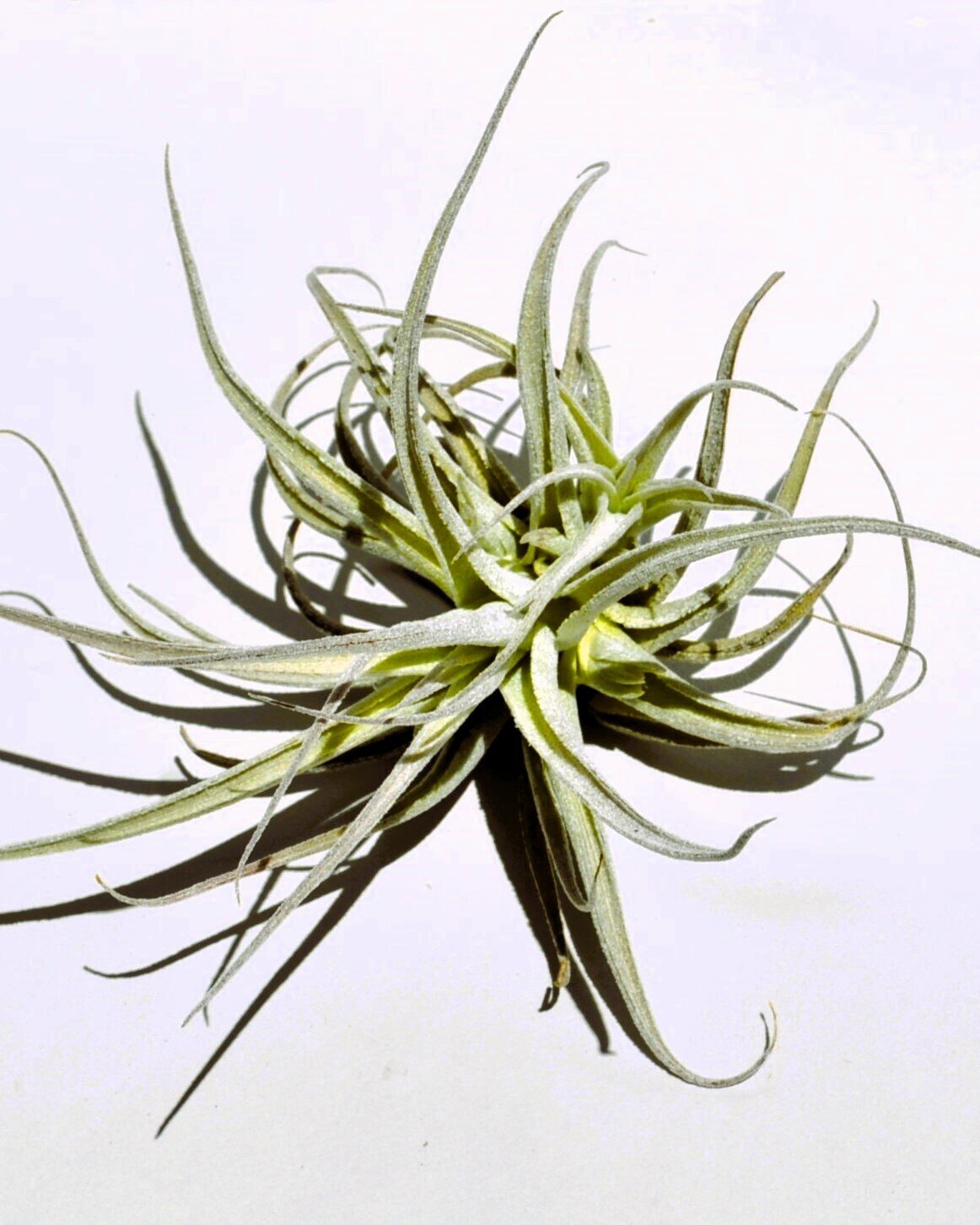 Tillandsia leonamiana