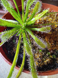 Drosera capensis