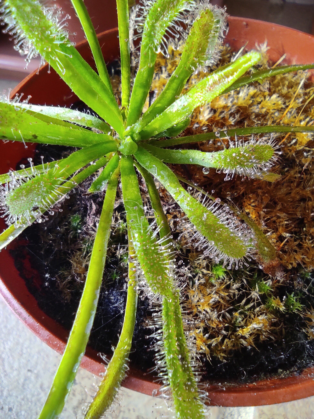 Drosera capensis