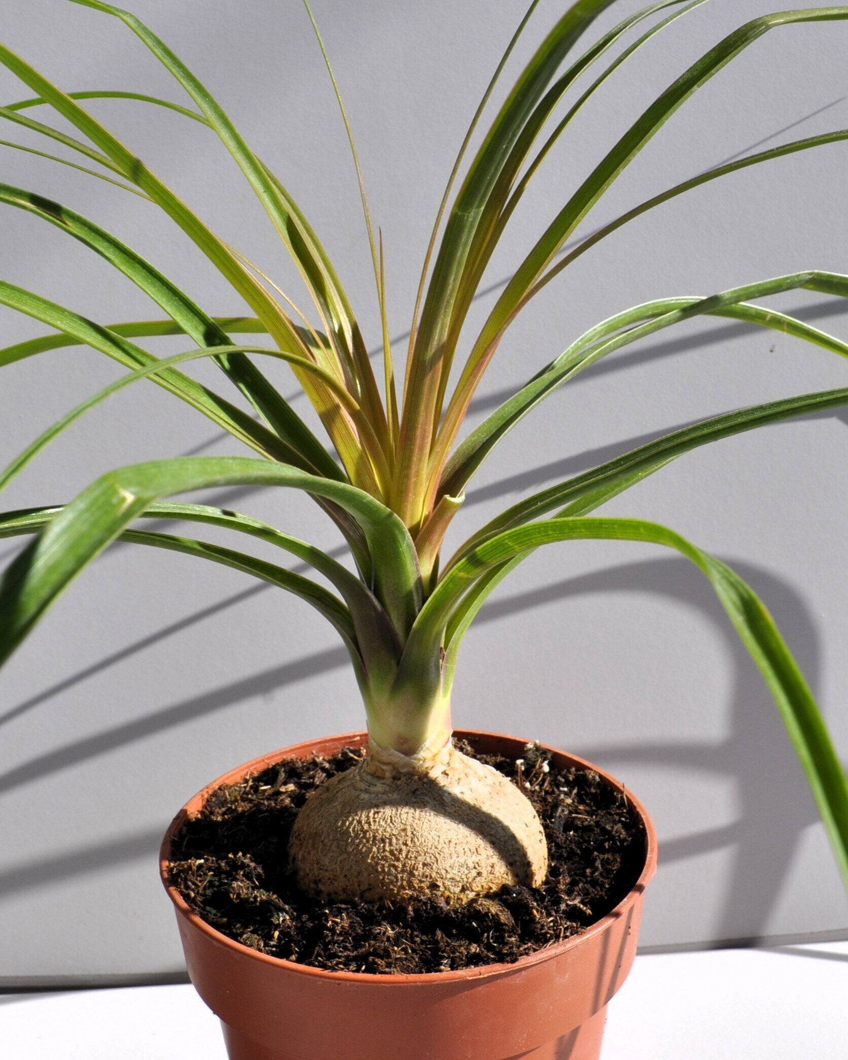 Beaucarnea recurvata (pata de elefante, palma barrigona)