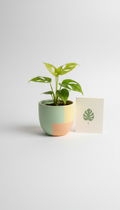 Kit monstera adansonii con maceta pastel y ficha