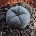 Lophophora williamsii média M8,5 (peyote)