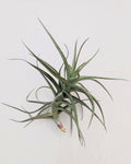 Tillandsia bergeri