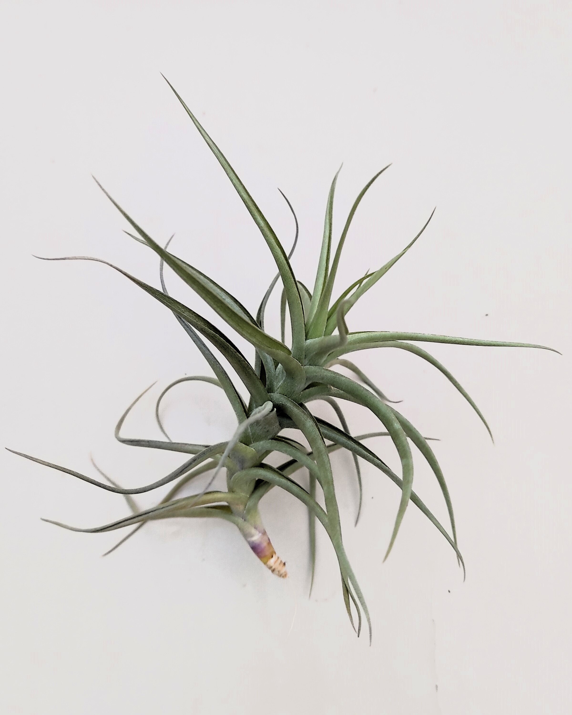 Tillandsia bergeri
