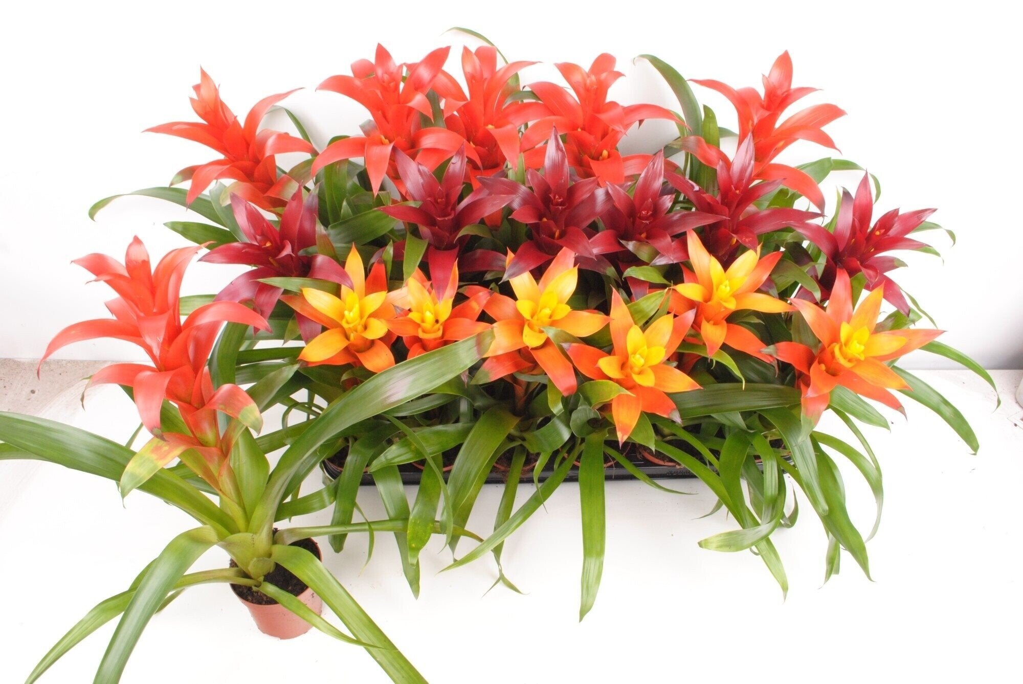Guzmania sp. (roxa) [em flor]
