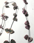 Ceropegia woodii 'Variegata' (colar de corações variegado)