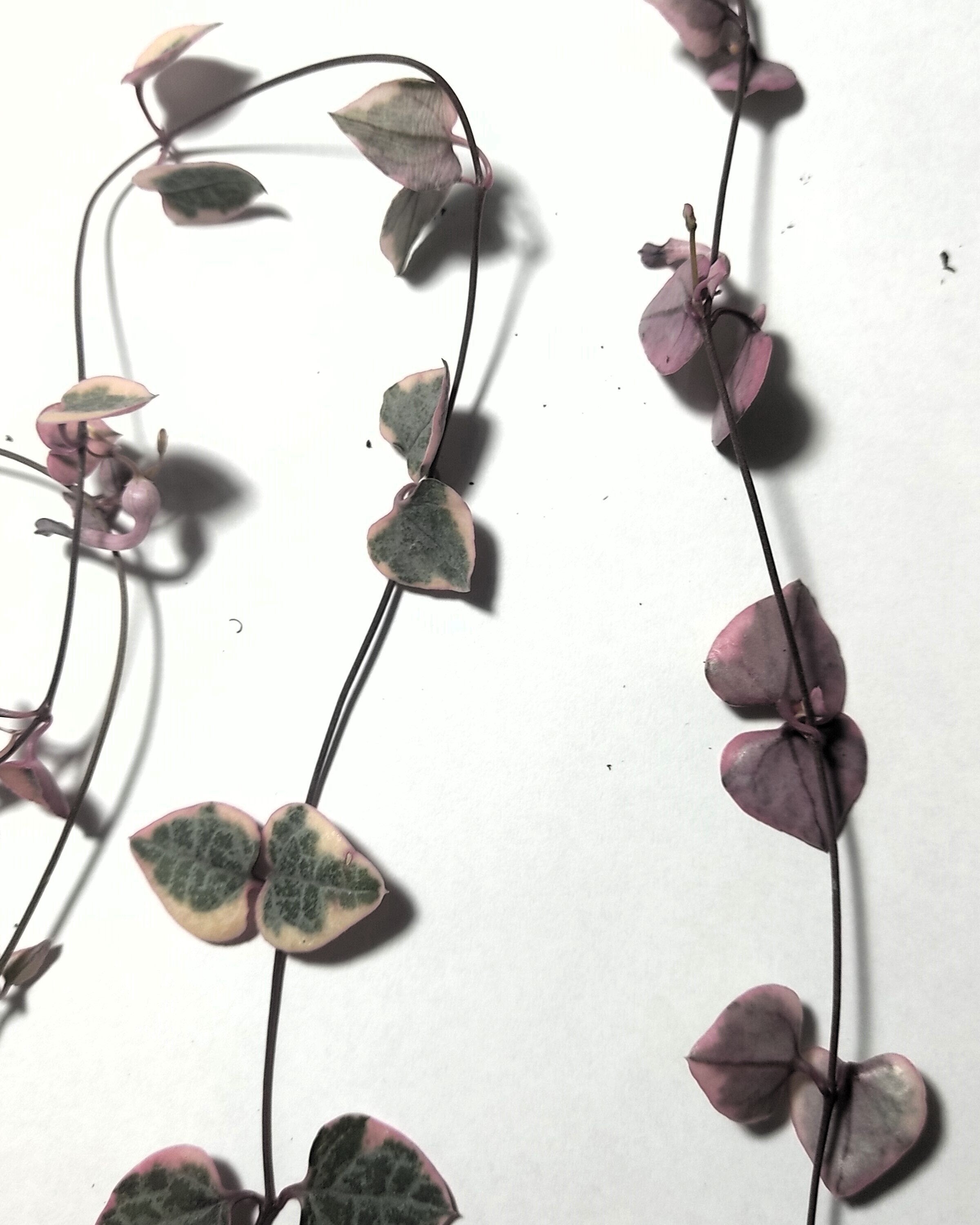 Ceropegia woodii 'Variegata' (colar de corações variegado)