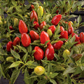 Capsicum annuum (pimento ornamental) - Sementes