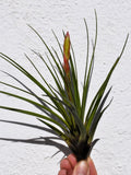 Tillandsia tricolor [medium]