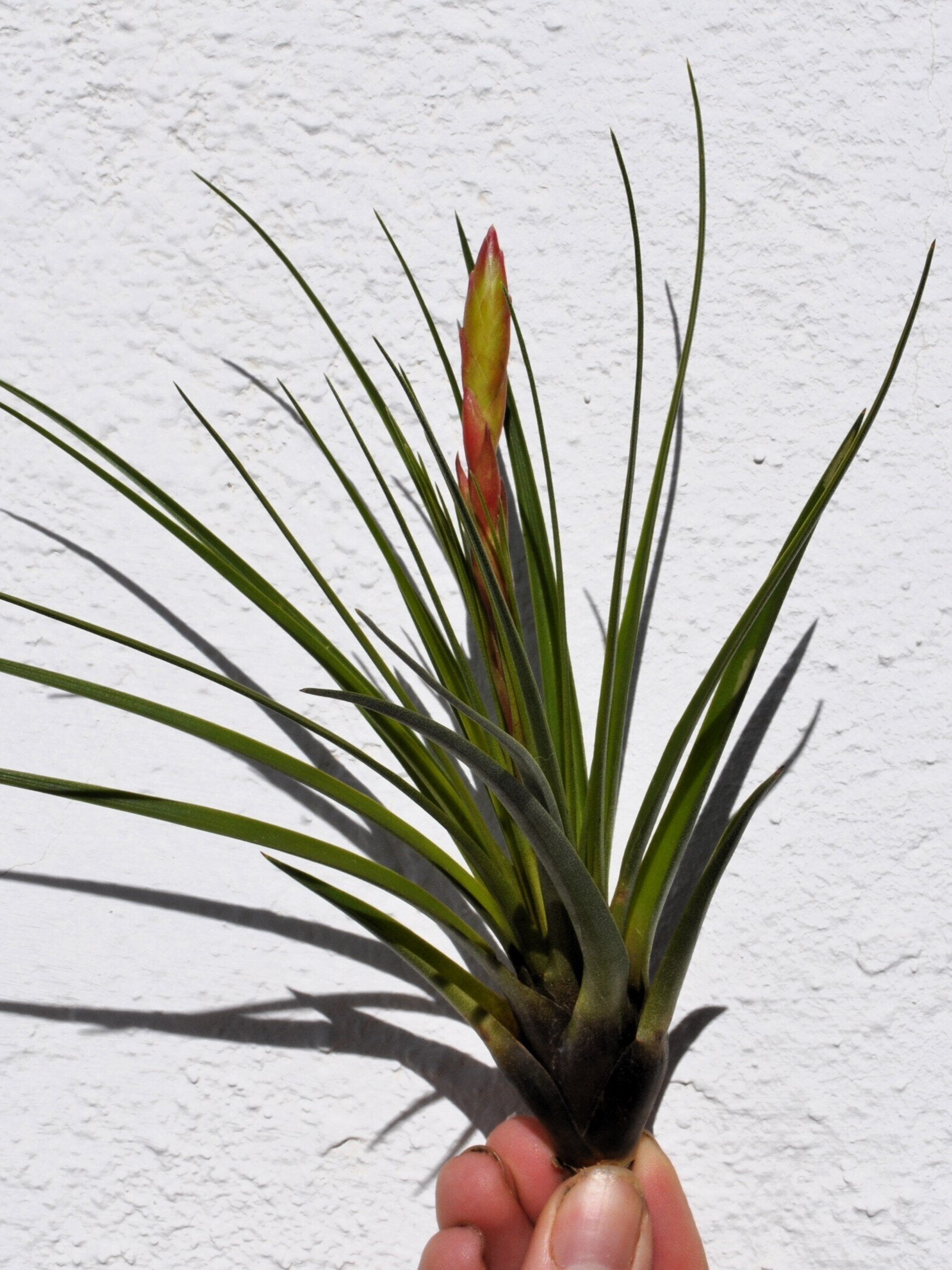 Tillandsia tricolor [medium]