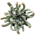 Echeveria runyonii 'Topsy Turvy' (echeveria de folhas viradas)
