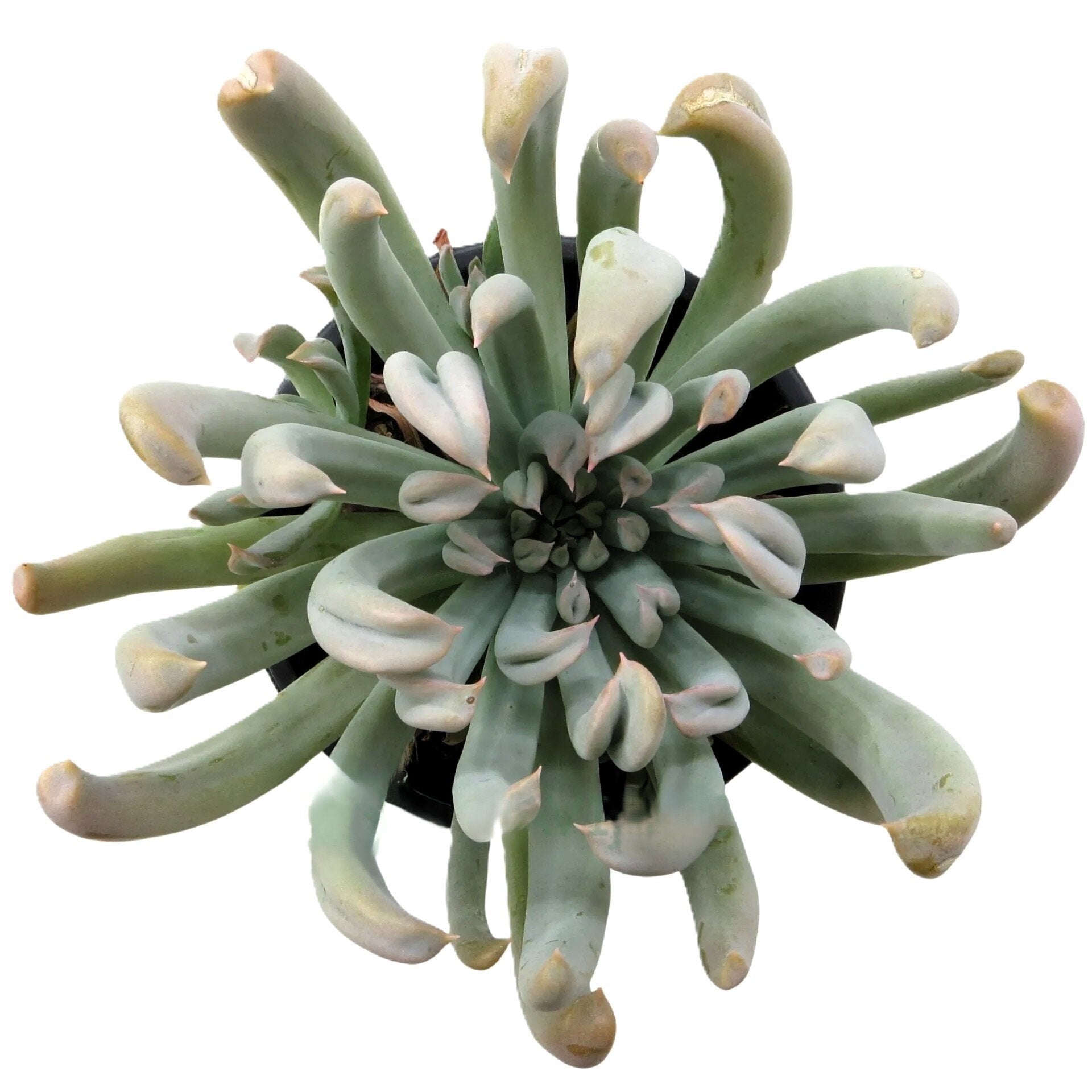 Echeveria runyonii 'Topsy Turvy' (echeveria de folhas viradas)