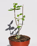 Fockea edulis (planta-garrafa, pão-hotentote)