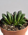 Haworthia truncata