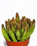 Euphorbia cf. pitica