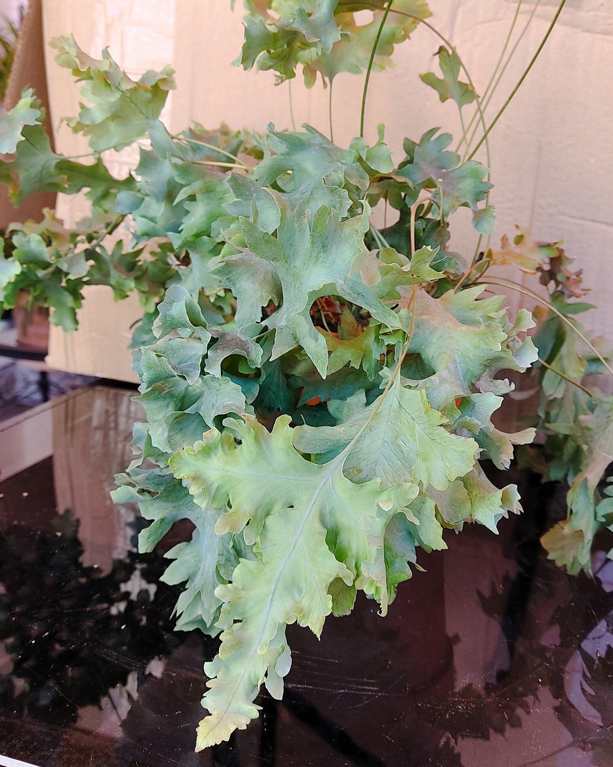 Phlebodium aureum 'Davana' (feto-azul)