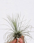 Tillandsia fuchsii f. gracilis