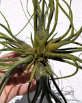 Tillandsia butzii "clump" (mata)