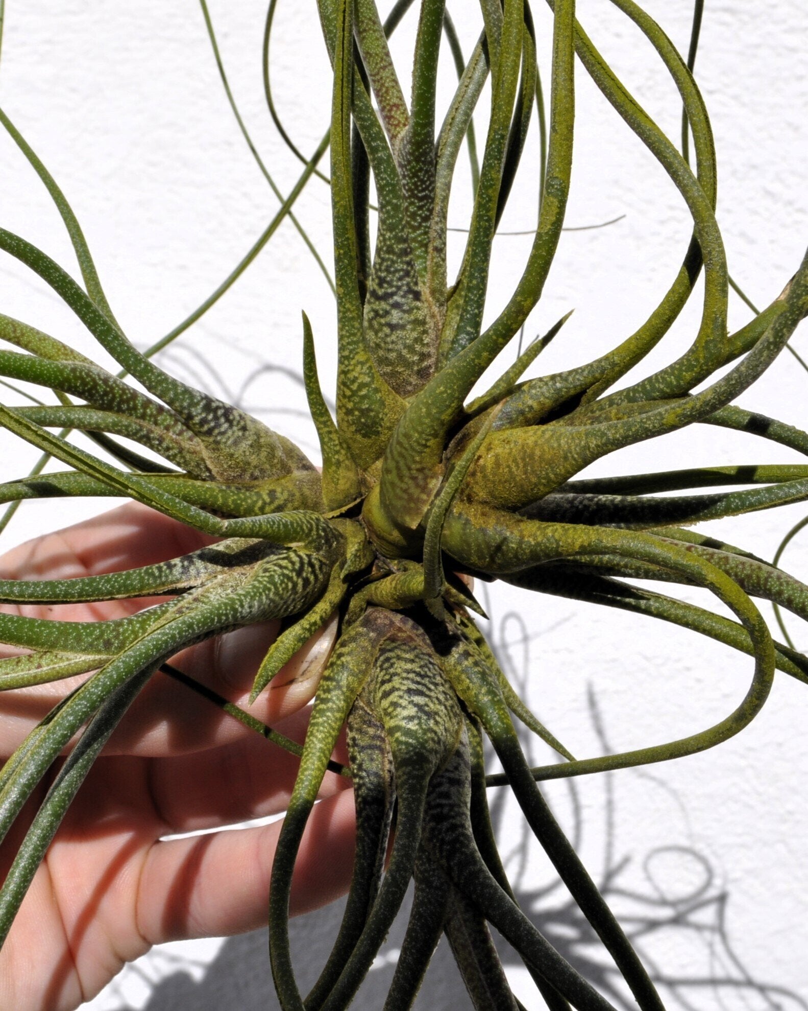 Tillandsia butzii "clump" (mata)