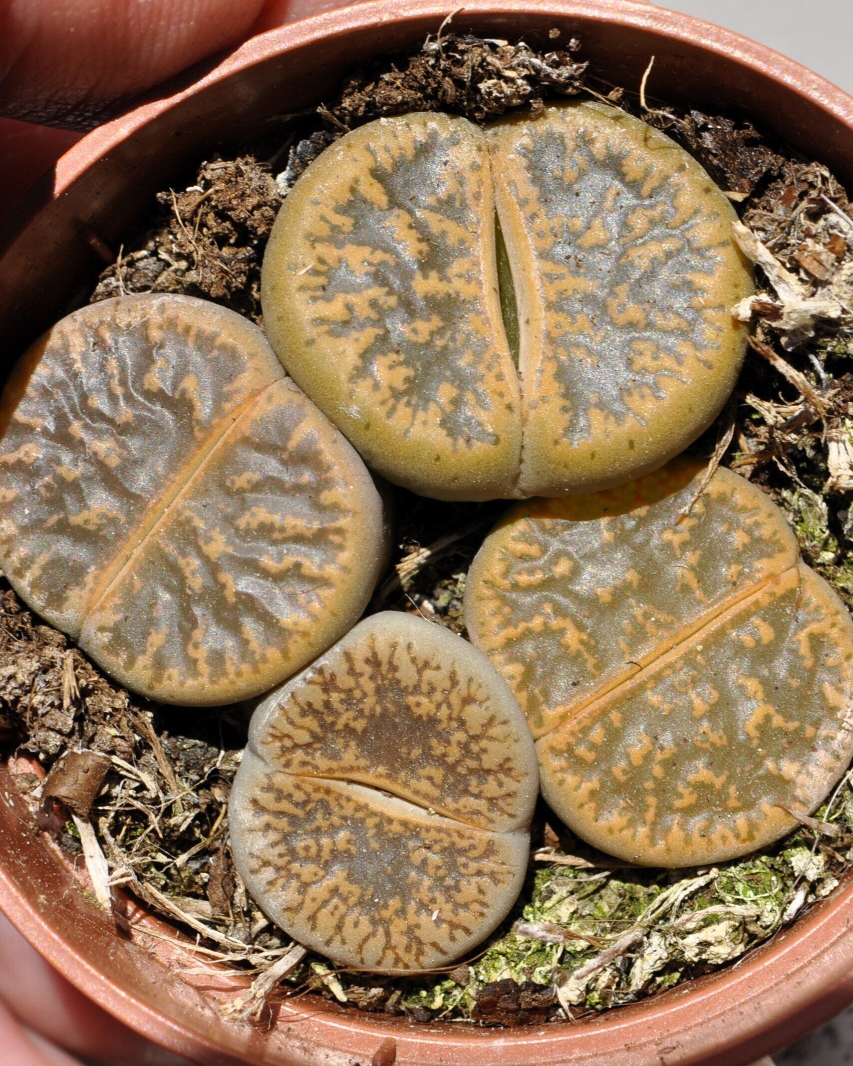 Lithops sp. pardos M 5.5 (planta piedra, piedra viva)