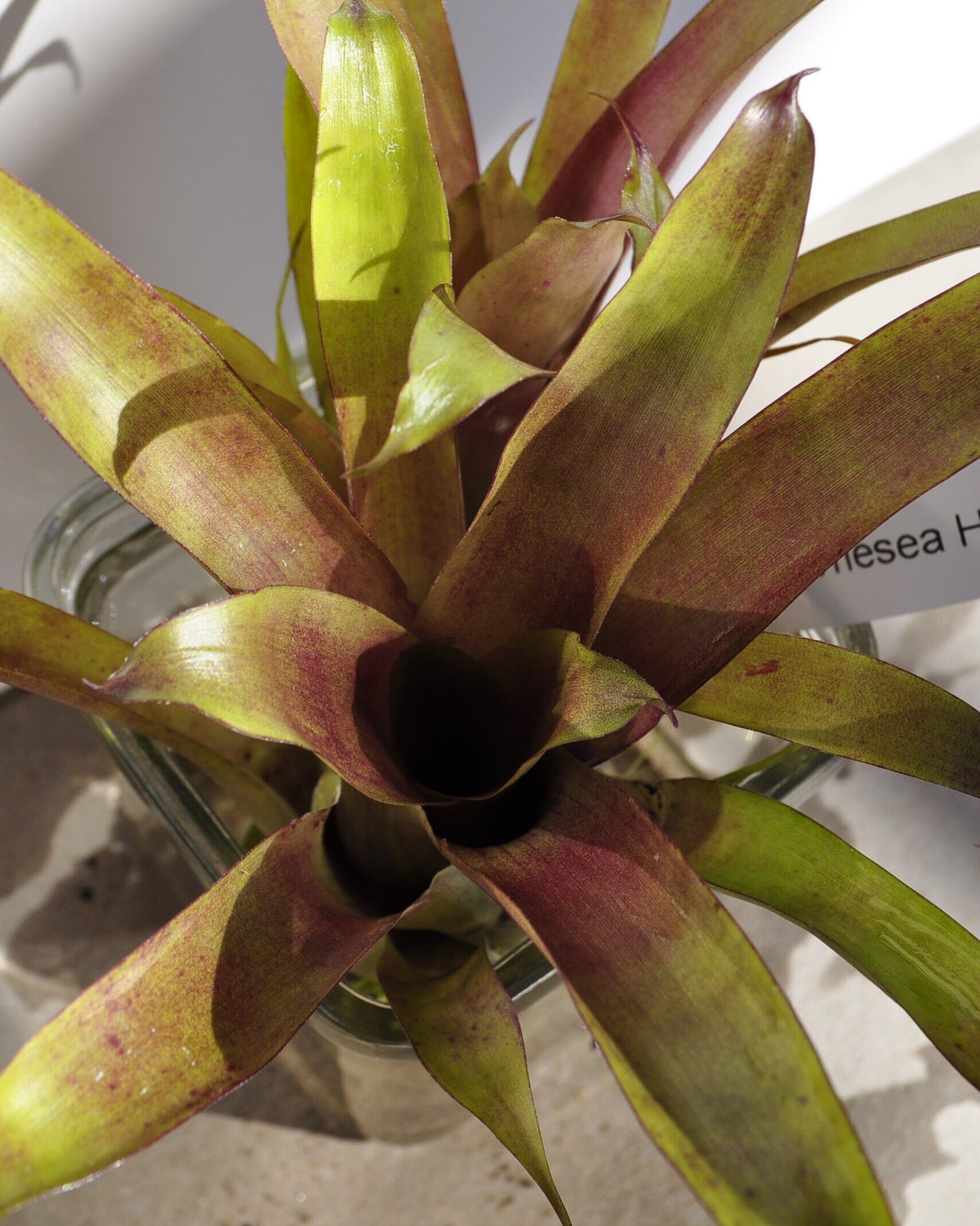 Vriesea 'Happy Purple' (mini)