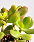 Crassula ovata (planta-jade)