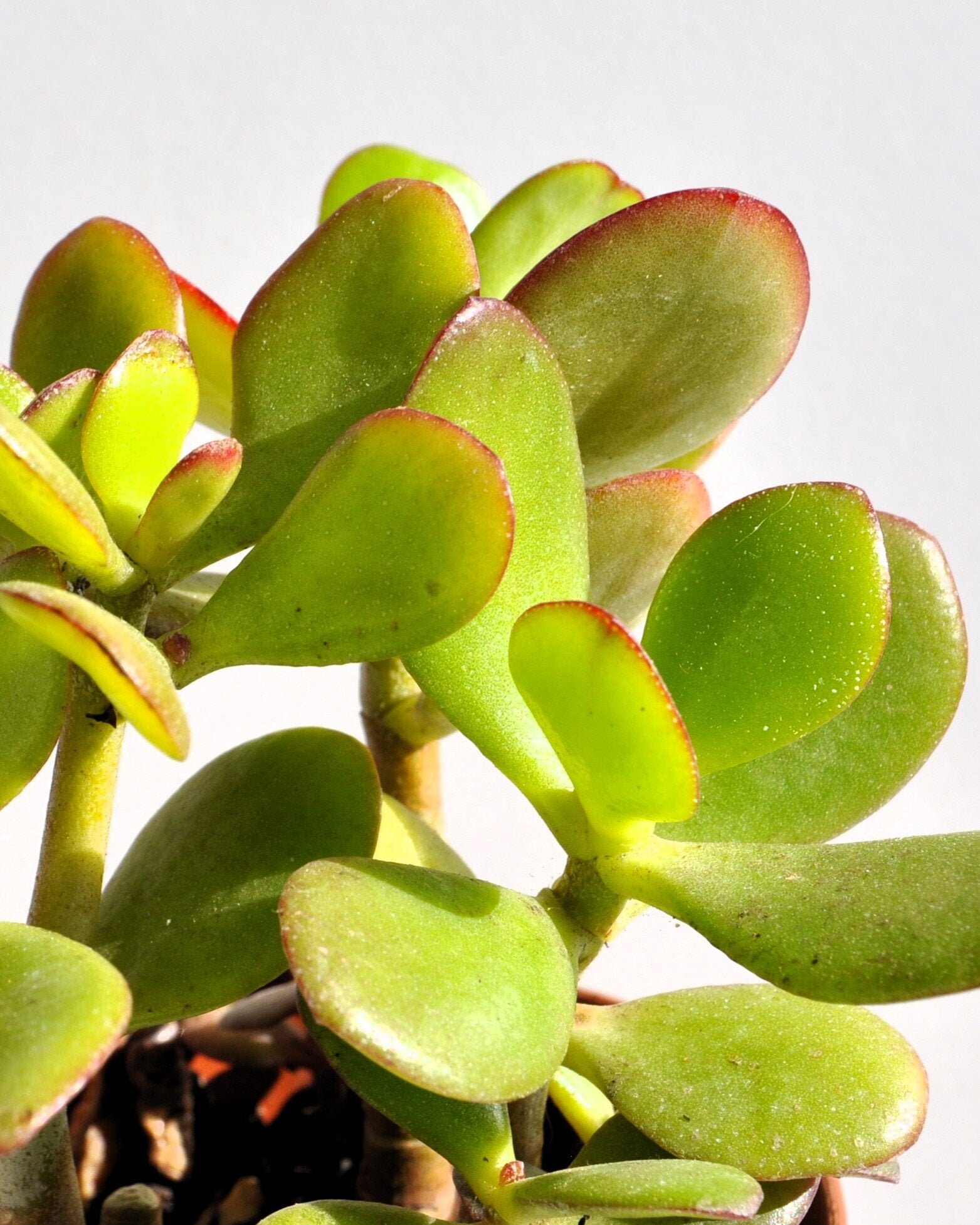 Crassula ovata (planta-jade)
