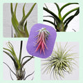 Lote Plantas del Aire Selectas (tilandsias) - 5 ejemplares