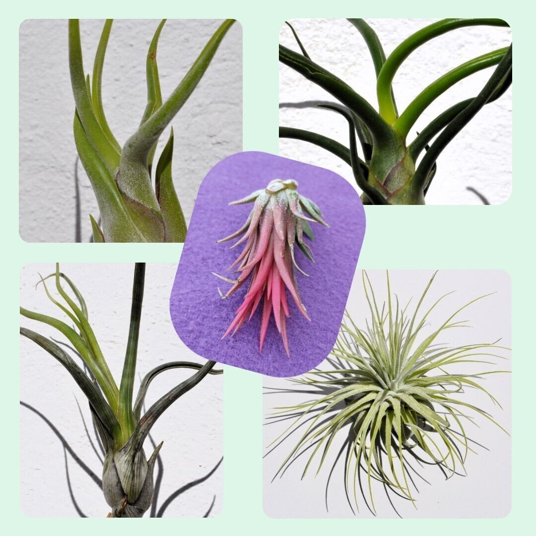 Lote Plantas del Aire Selectas (tilandsias) - 5 ejemplares