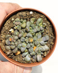 Aloinopsis cf. schooneesii
