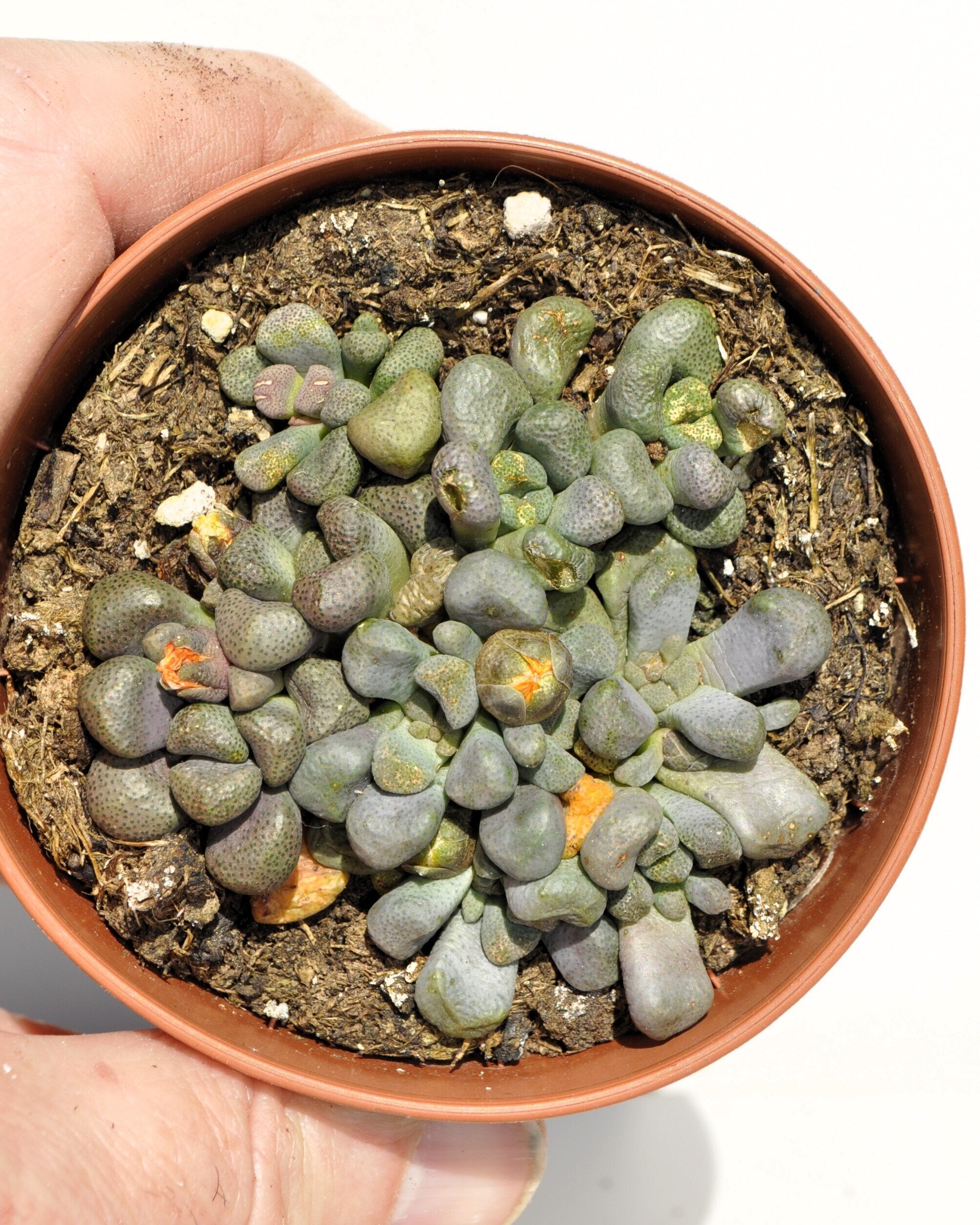 Aloinopsis cf. schooneesii