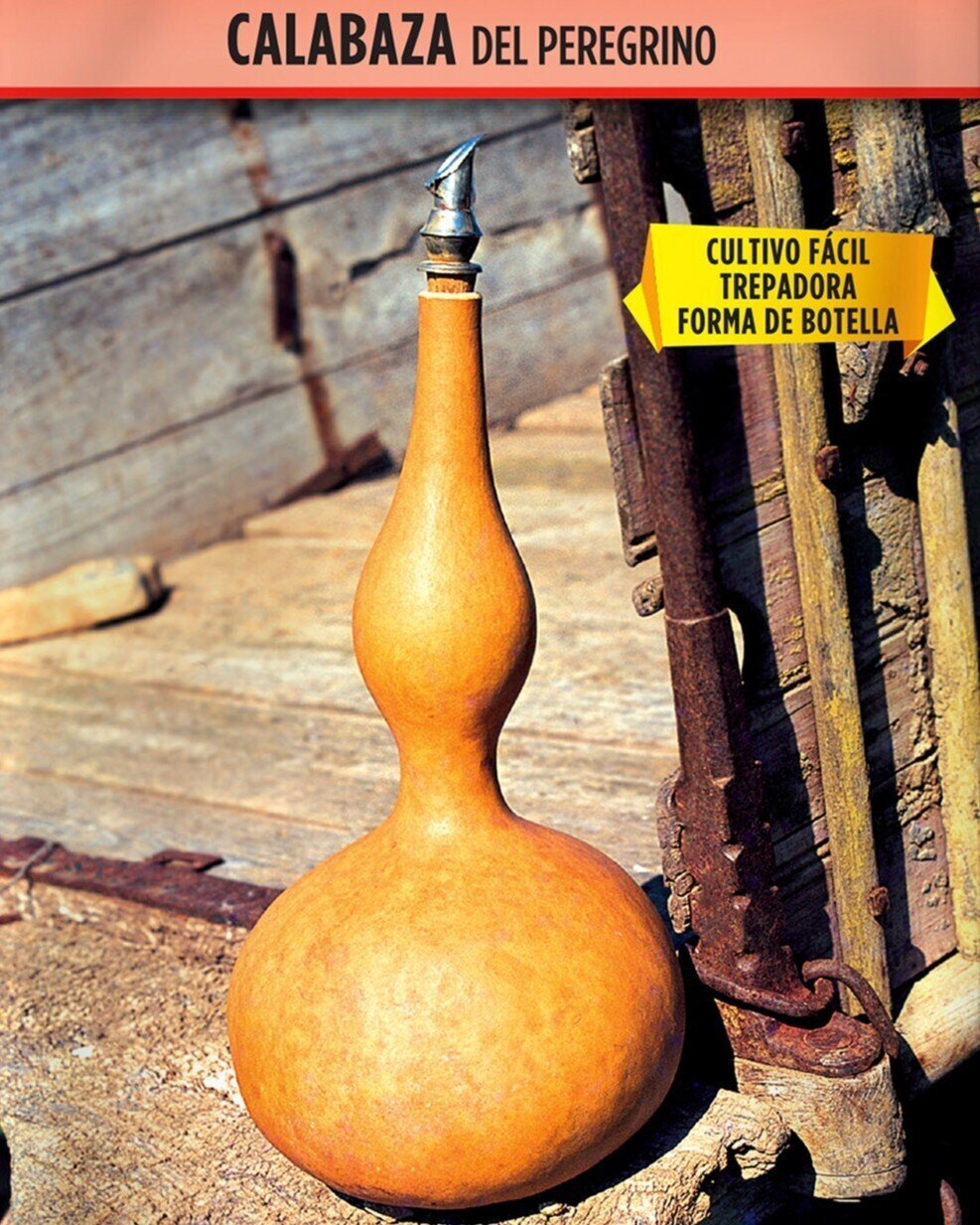 Lagenaria siceraria (calabaza del peregrino) - Semillas