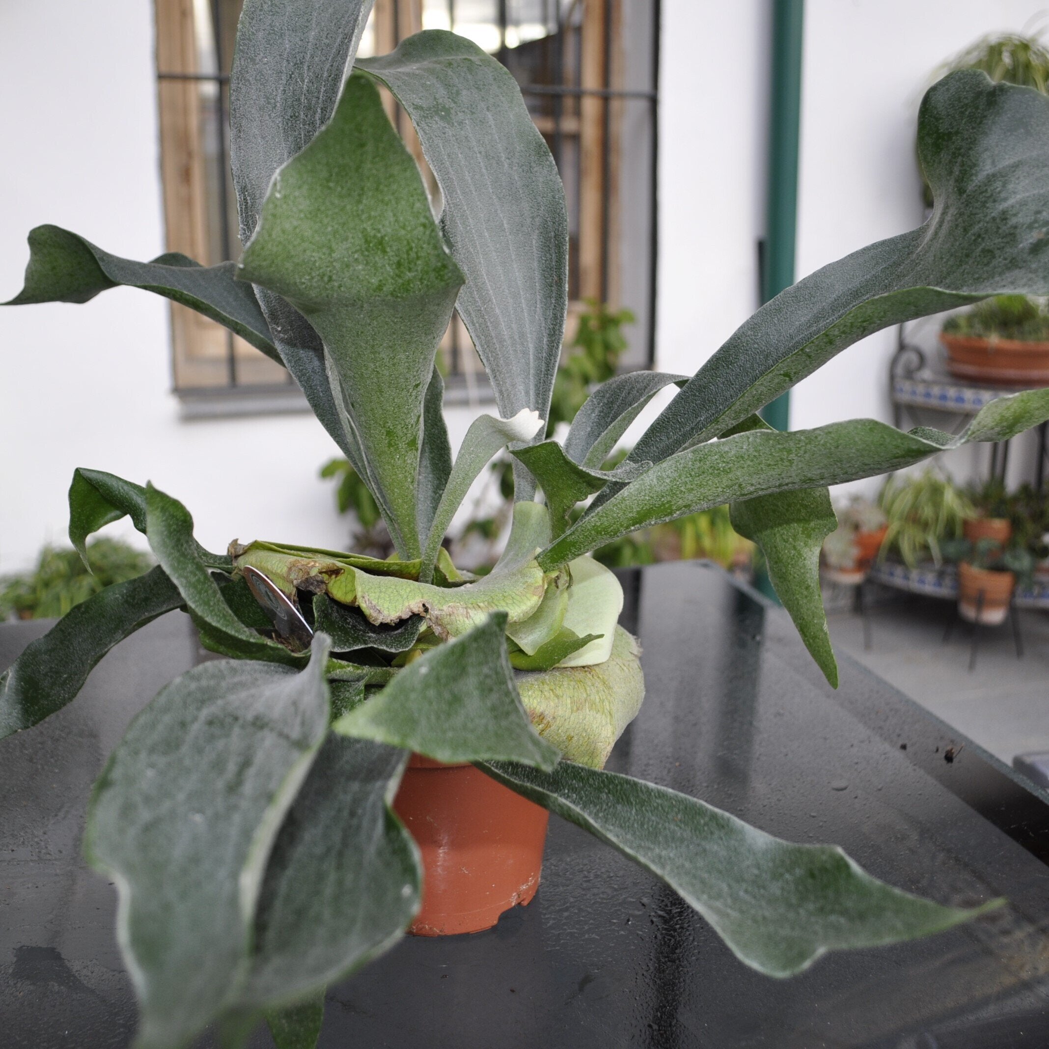 Platycerium bifurcatum (Feto chifre-de-veado)