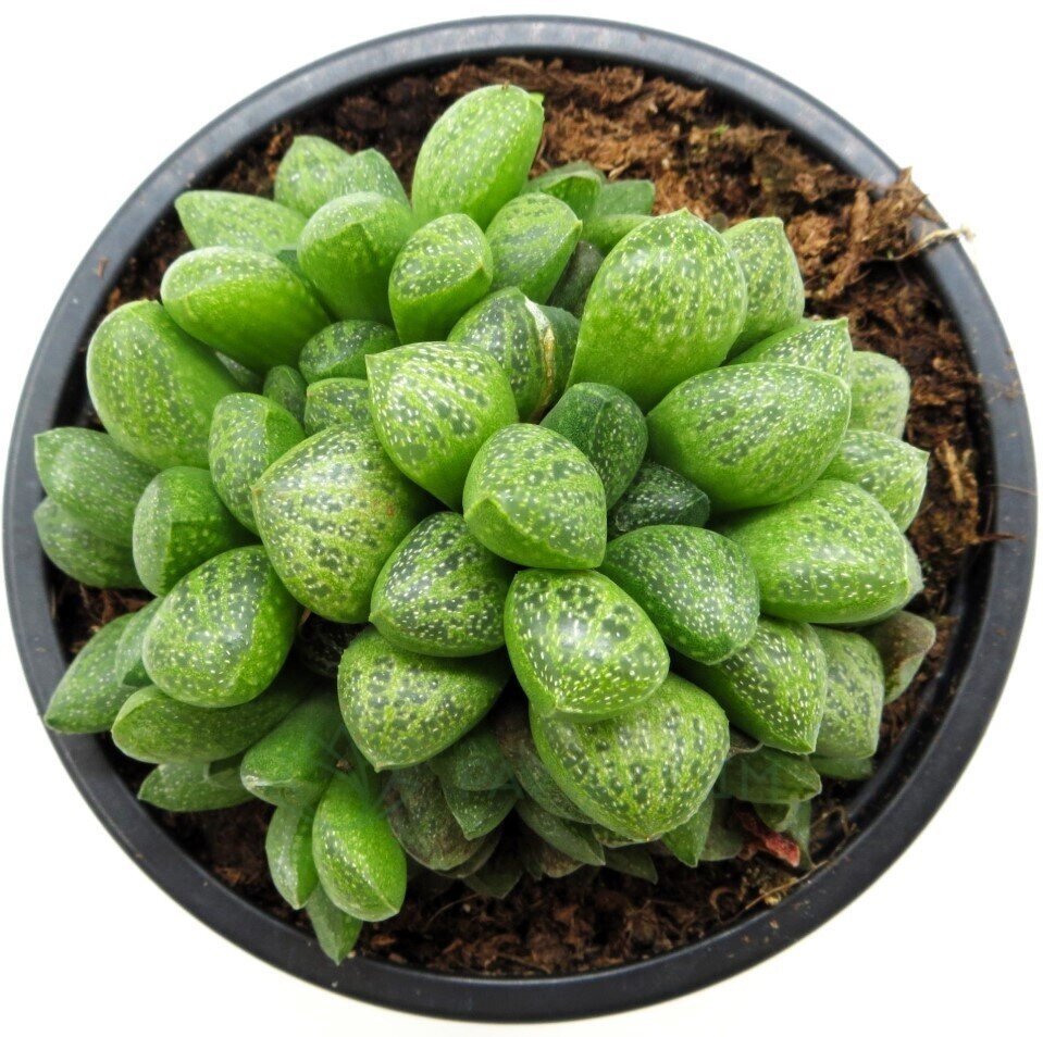 Haworthia turgida var. suberecta