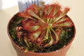 Drosera spathulata var. Lovellae
