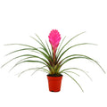 Tillandsia cyanea (pluma rosa) [en flor y con maceta]