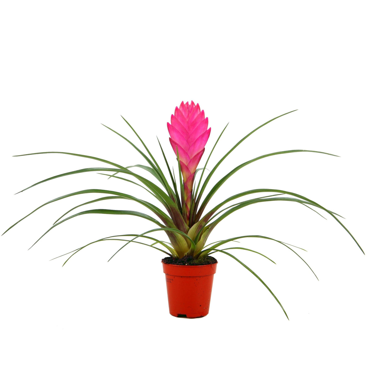Tillandsia cyanea (pluma rosa) [en flor y con maceta]