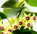 Hoya 'Cumingiana'