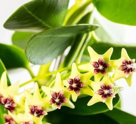Hoya 'Cumingiana'