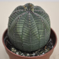 Euphorbia obesa ("ouriço-do-mar")