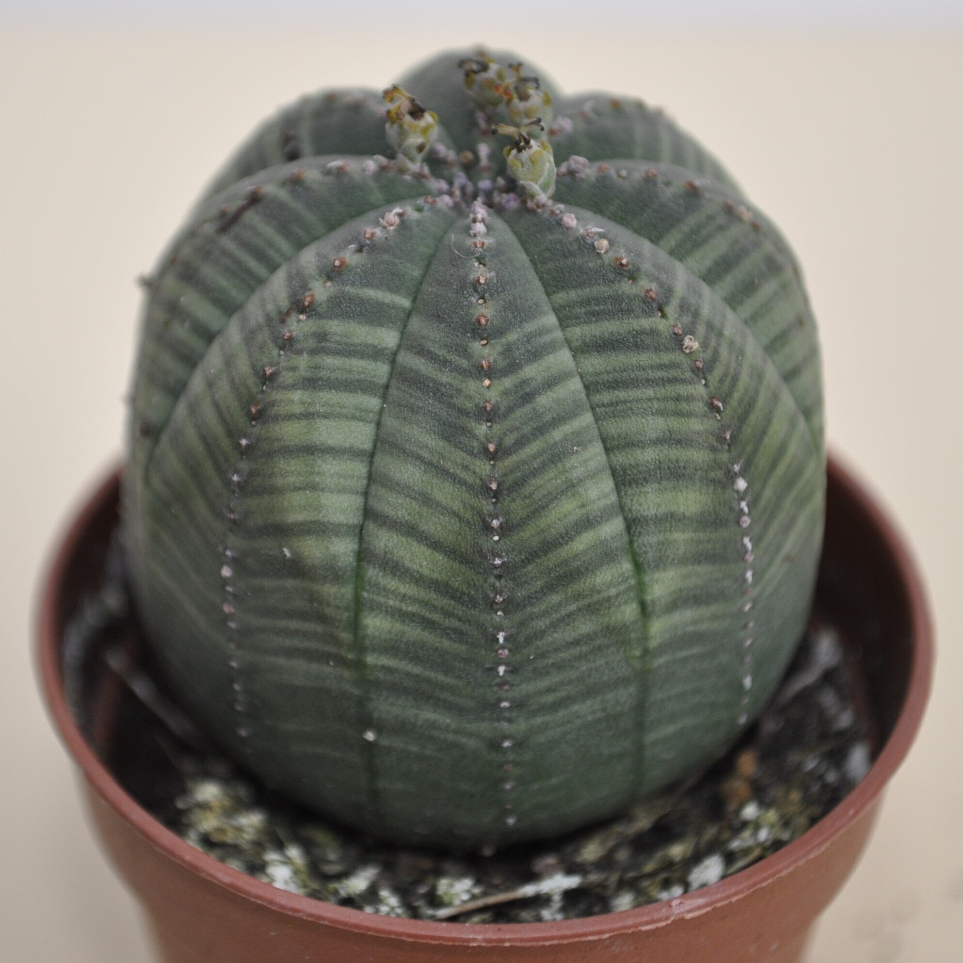 Euphorbia obesa ("ouriço-do-mar")